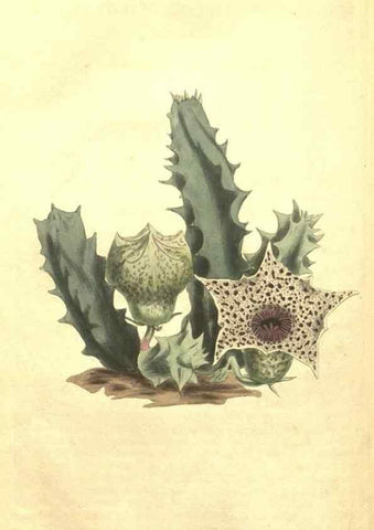 Reproducción/Reproduction 34324708114: Curtis's botanical magazine.. London ; New York [etc.] :Academic Press [etc.]