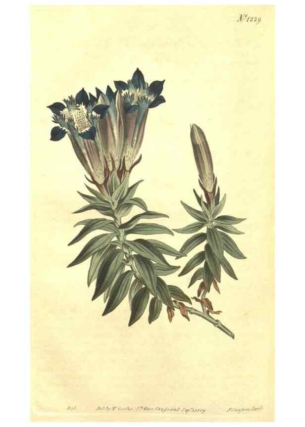 Reproducción/Reproduction 34783237500: Curtis's botanical magazine.. London ; New York [etc.] :Academic Press [etc.]