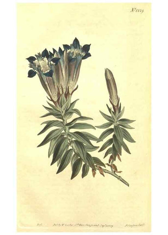 Reproducción/Reproduction 34783237500: Curtis's botanical magazine.. London ; New York [etc.] :Academic Press [etc.]