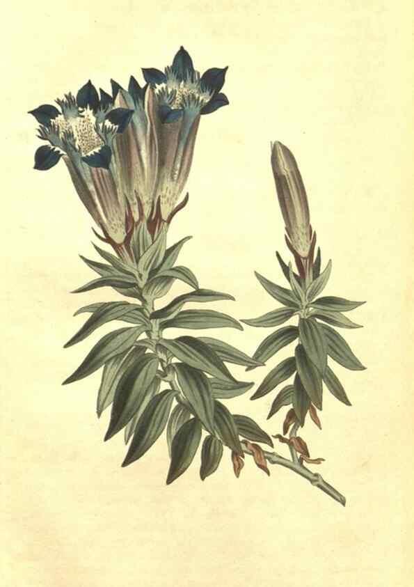 Reproducción/Reproduction 34783237500: Curtis's botanical magazine.. London ; New York [etc.] :Academic Press [etc.]