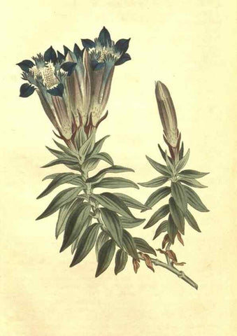 Reproducción/Reproduction 34783237500: Curtis's botanical magazine.. London ; New York [etc.] :Academic Press [etc.]