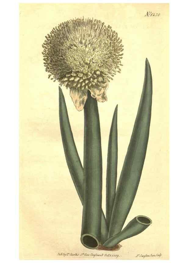 Reproducción/Reproduction 34783239900: Curtis's botanical magazine.. London ; New York [etc.] :Academic Press [etc.]