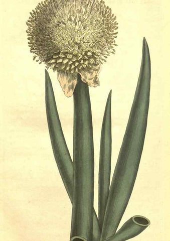 Reproducción/Reproduction 34783239900: Curtis's botanical magazine.. London ; New York [etc.] :Academic Press [etc.]