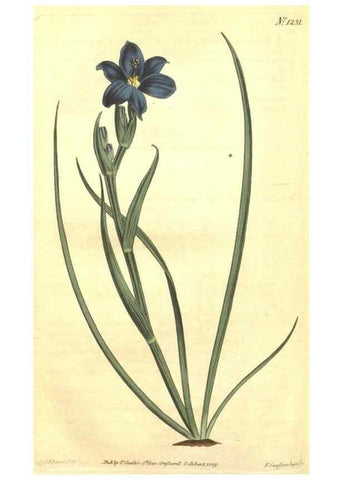 Reproducción/Reproduction 35004843332: Curtis's botanical magazine.. London ; New York [etc.] :Academic Press [etc.]