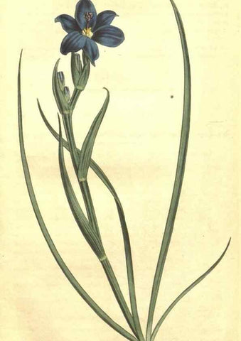 Reproducción/Reproduction 35004843332: Curtis's botanical magazine.. London ; New York [etc.] :Academic Press [etc.]