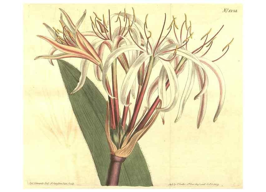 Reproducción/Reproduction 34783242580: Curtis's botanical magazine.. London ; New York [etc.] :Academic Press [etc.]