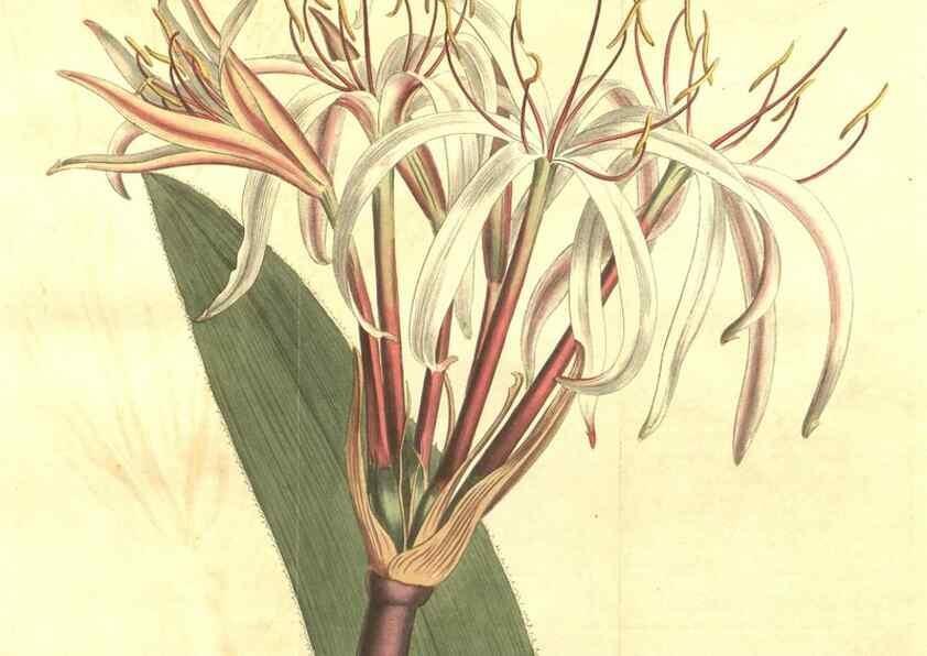 Reproducción/Reproduction 34783242580: Curtis's botanical magazine.. London ; New York [etc.] :Academic Press [etc.]