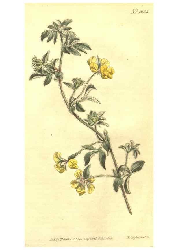 Reproducción/Reproduction 35169796485: Curtis's botanical magazine.. London ; New York [etc.] :Academic Press [etc.]