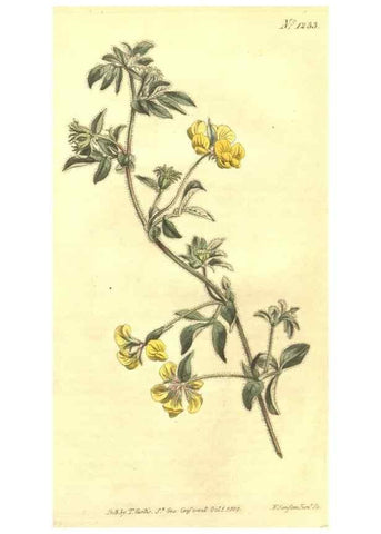 Reproducción/Reproduction 35169796485: Curtis's botanical magazine.. London ; New York [etc.] :Academic Press [etc.]