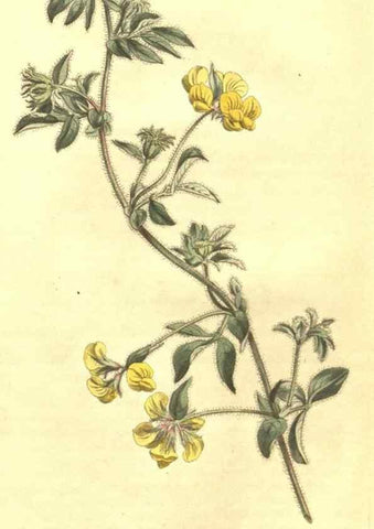 Reproducción/Reproduction 35169796485: Curtis's botanical magazine.. London ; New York [etc.] :Academic Press [etc.]