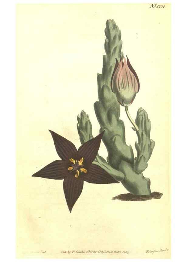 Reproducción/Reproduction 35169798125: Curtis's botanical magazine.. London ; New York [etc.] :Academic Press [etc.]