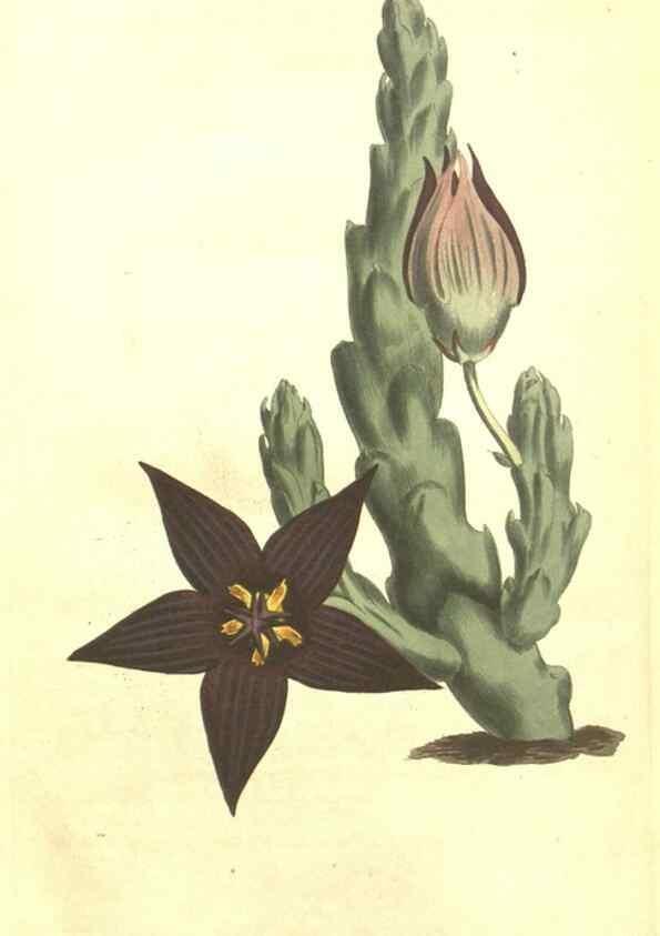 Reproducción/Reproduction 35169798125: Curtis's botanical magazine.. London ; New York [etc.] :Academic Press [etc.]