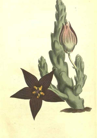 Reproducción/Reproduction 35169798125: Curtis's botanical magazine.. London ; New York [etc.] :Academic Press [etc.]