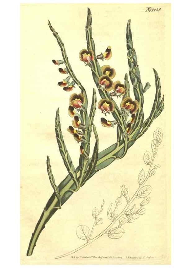 Reproducción/Reproduction 35038962041: Curtis's botanical magazine.. London ; New York [etc.] :Academic Press [etc.]