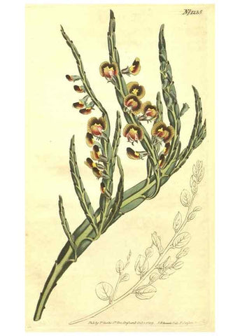 Reproducción/Reproduction 35038962041: Curtis's botanical magazine.. London ; New York [etc.] :Academic Press [etc.]