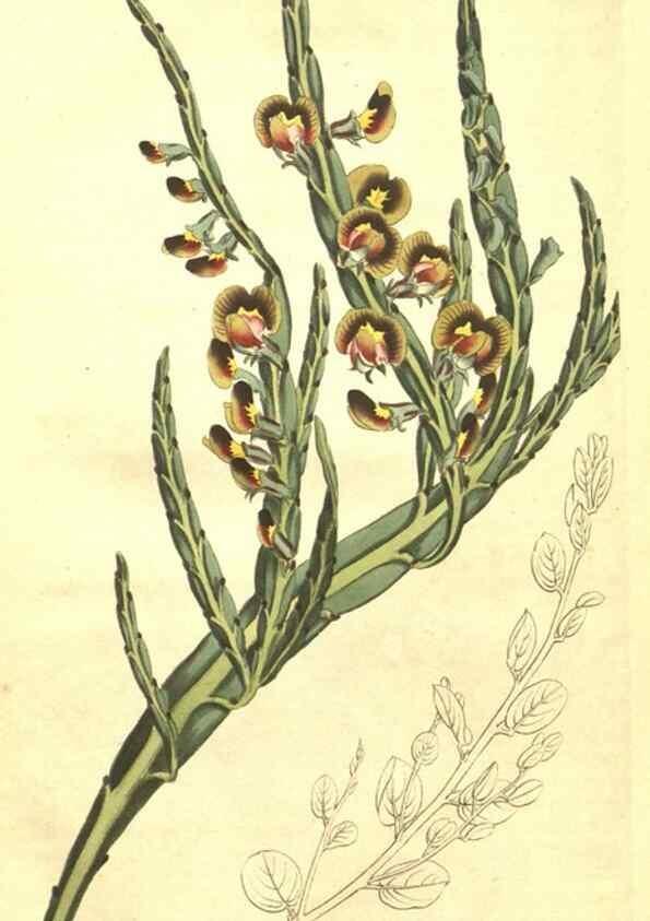 Reproducción/Reproduction 35038962041: Curtis's botanical magazine.. London ; New York [etc.] :Academic Press [etc.]