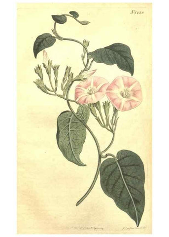 Reproducción/Reproduction 35004836462: Curtis's botanical magazine.. London ; New York [etc.] :Academic Press [etc.]