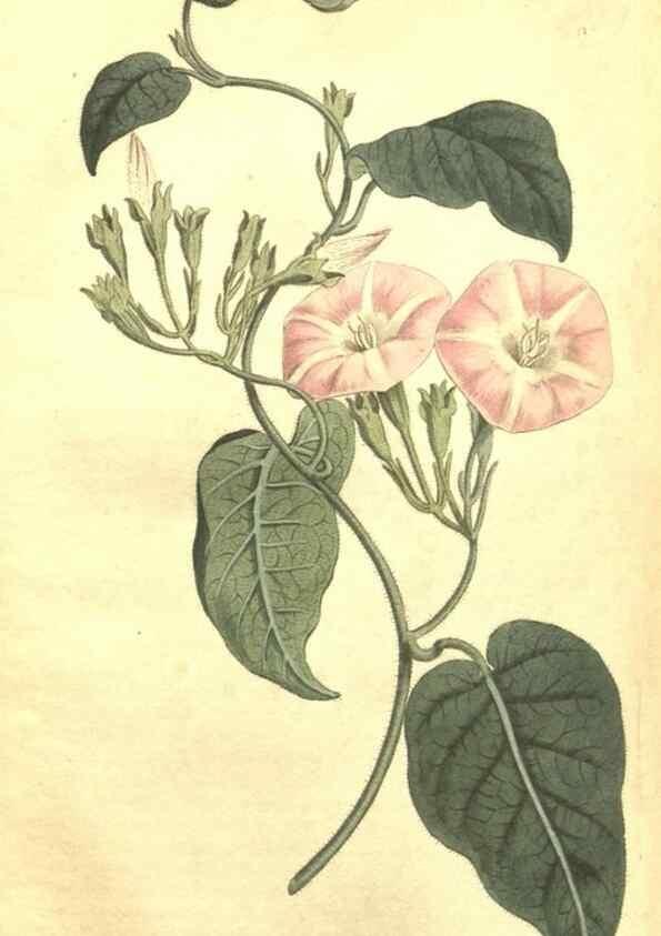 Reproducción/Reproduction 35004836462: Curtis's botanical magazine.. London ; New York [etc.] :Academic Press [etc.]