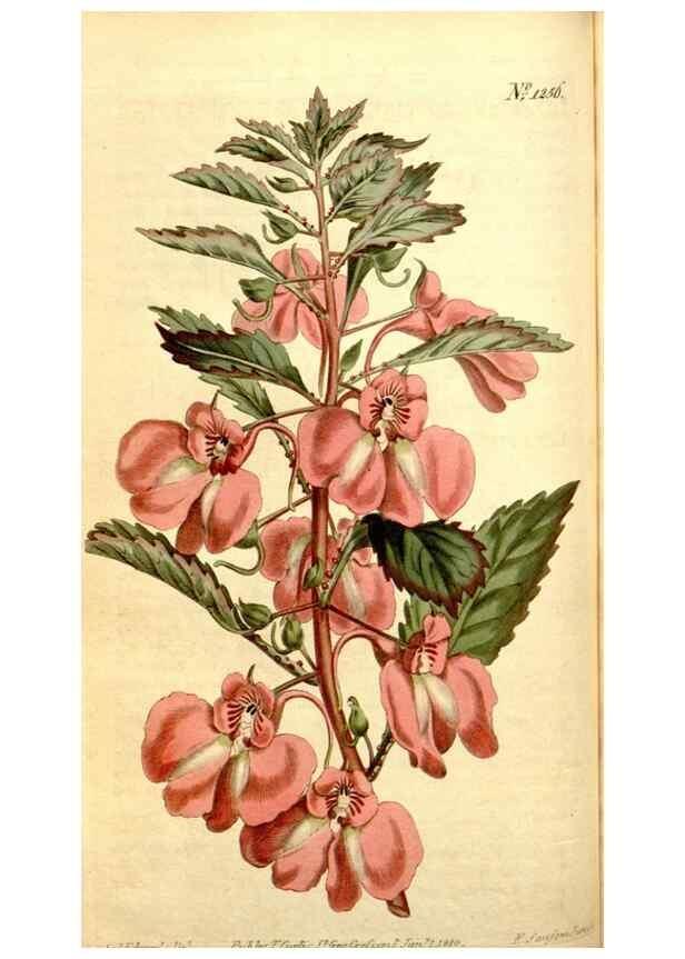 Reproducción/Reproduction 35169907635: Curtis's botanical magazine.. London ; New York [etc.] :Academic Press [etc.]