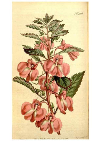 Reproducción/Reproduction 35169907635: Curtis's botanical magazine.. London ; New York [etc.] :Academic Press [etc.]