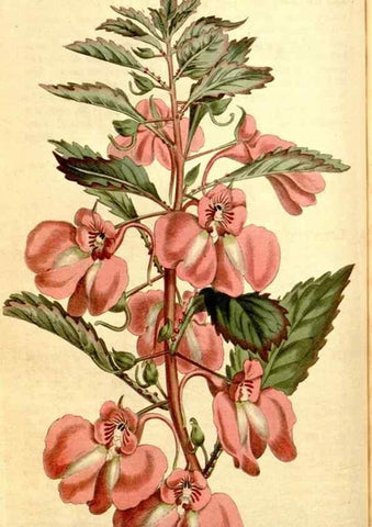 Reproducción/Reproduction 35169907635: Curtis's botanical magazine.. London ; New York [etc.] :Academic Press [etc.]