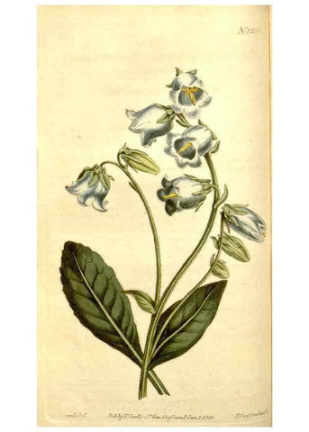 Reproducción/Reproduction 35169909815: Curtis's botanical magazine.. London ; New York [etc.] :Academic Press [etc.]