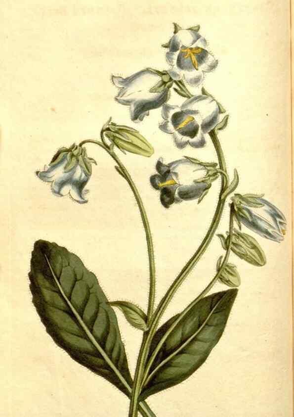 Reproducción/Reproduction 35169909815: Curtis's botanical magazine.. London ; New York [etc.] :Academic Press [etc.]