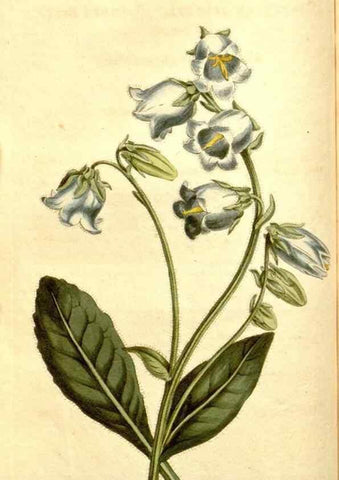 Reproducción/Reproduction 35169909815: Curtis's botanical magazine.. London ; New York [etc.] :Academic Press [etc.]