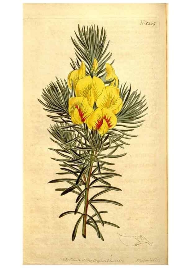 Reproducción/Reproduction 35129899476: Curtis's botanical magazine.. London ; New York [etc.] :Academic Press [etc.]