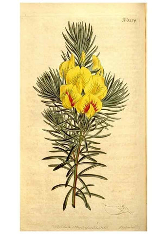 Reproducción/Reproduction 35129899476: Curtis's botanical magazine.. London ; New York [etc.] :Academic Press [etc.]