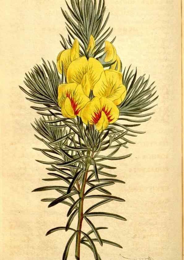 Reproducción/Reproduction 35129899476: Curtis's botanical magazine.. London ; New York [etc.] :Academic Press [etc.]