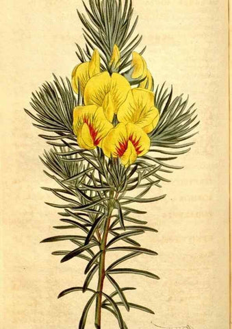 Reproducción/Reproduction 35129899476: Curtis's botanical magazine.. London ; New York [etc.] :Academic Press [etc.]