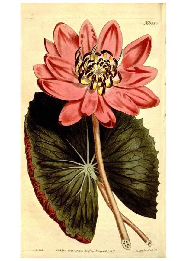 Reproducción/Reproduction 35039112551: Curtis's botanical magazine.. London ; New York [etc.] :Academic Press [etc.]