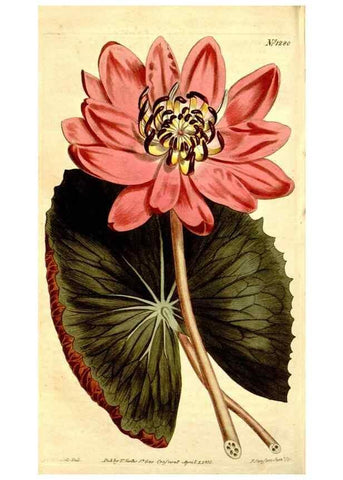 Reproducción/Reproduction 35039112551: Curtis's botanical magazine.. London ; New York [etc.] :Academic Press [etc.]