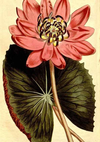 Reproducción/Reproduction 35039112551: Curtis's botanical magazine.. London ; New York [etc.] :Academic Press [etc.]