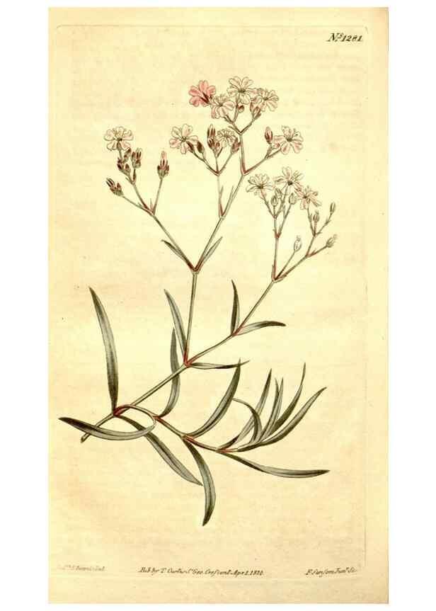 Reproducción/Reproduction 35129925126: Curtis's botanical magazine.. London ; New York [etc.] :Academic Press [etc.]