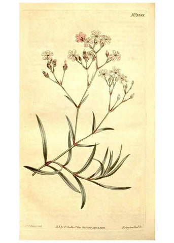 Reproducción/Reproduction 35129925126: Curtis's botanical magazine.. London ; New York [etc.] :Academic Press [etc.]