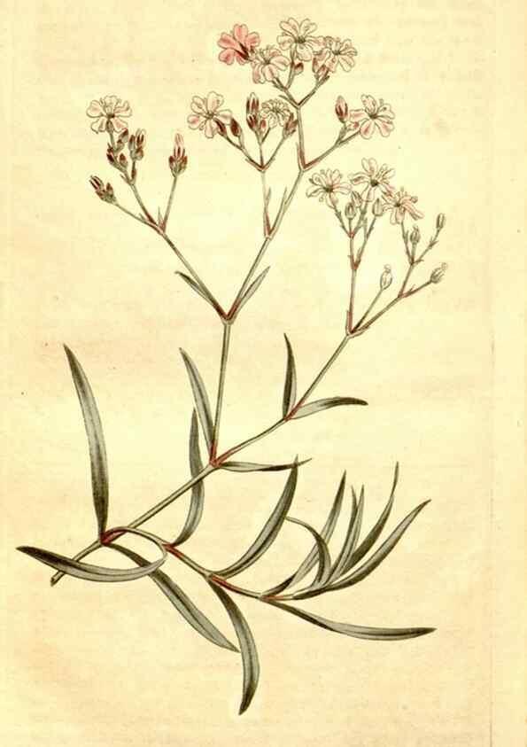 Reproducción/Reproduction 35129925126: Curtis's botanical magazine.. London ; New York [etc.] :Academic Press [etc.]