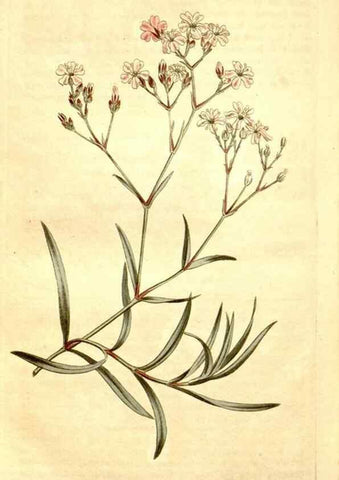 Reproducción/Reproduction 35129925126: Curtis's botanical magazine.. London ; New York [etc.] :Academic Press [etc.]