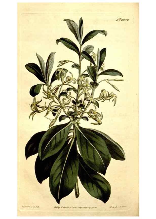 Reproducción/Reproduction 34783391960: Curtis's botanical magazine.. London ; New York [etc.] :Academic Press [etc.]