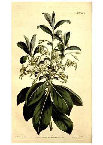 Reproducción/Reproduction 34783391960: Curtis's botanical magazine.. London ; New York [etc.] :Academic Press [etc.]