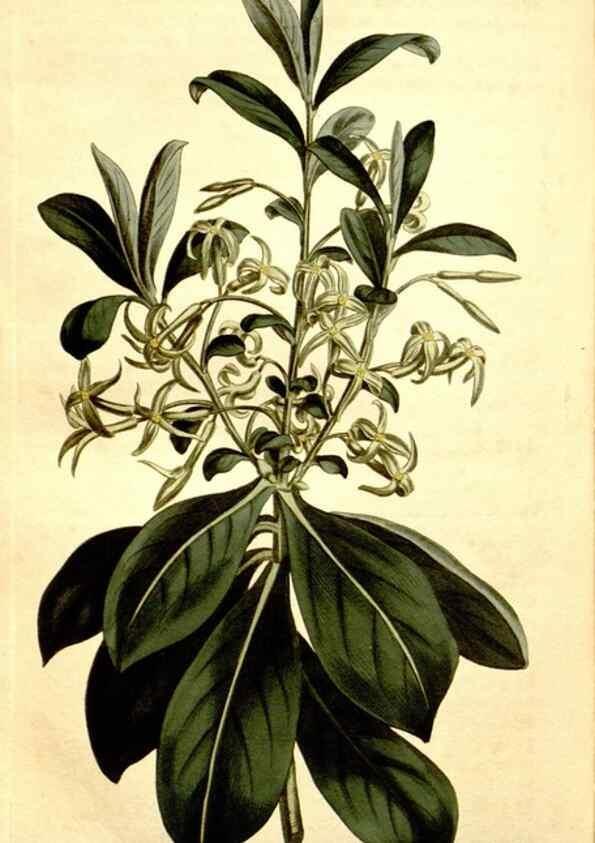 Reproducción/Reproduction 34783391960: Curtis's botanical magazine.. London ; New York [etc.] :Academic Press [etc.]