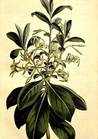 Reproducción/Reproduction 34783391960: Curtis's botanical magazine.. London ; New York [etc.] :Academic Press [etc.]