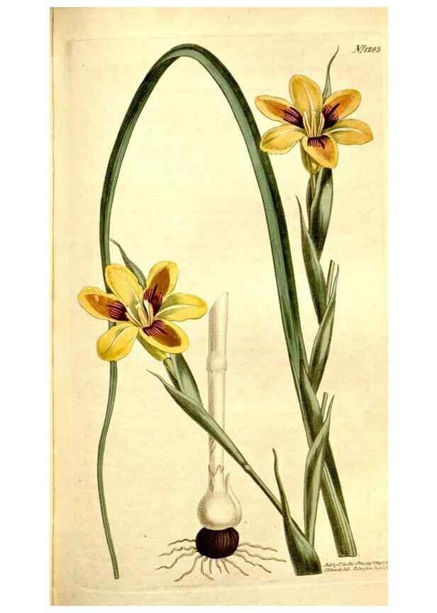 Reproducción/Reproduction 35169948515: Curtis's botanical magazine.. London ; New York [etc.] :Academic Press [etc.]