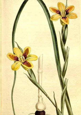 Reproducción/Reproduction 35169948515: Curtis's botanical magazine.. London ; New York [etc.] :Academic Press [etc.]
