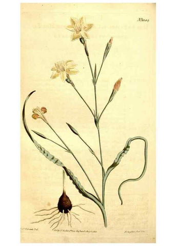 Reproducción/Reproduction 35169950235: Curtis's botanical magazine.. London ; New York [etc.] :Academic Press [etc.]