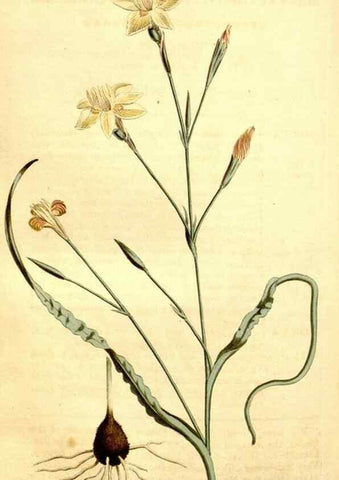 Reproducción/Reproduction 35169950235: Curtis's botanical magazine.. London ; New York [etc.] :Academic Press [etc.]