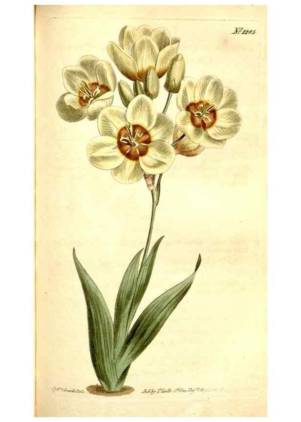 Reproducción/Reproduction 35129931206: Curtis's botanical magazine.. London ; New York [etc.] :Academic Press [etc.]