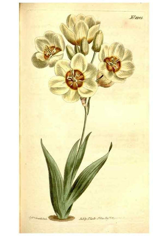 Reproducción/Reproduction 35129931206: Curtis's botanical magazine.. London ; New York [etc.] :Academic Press [etc.]