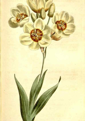 Reproducción/Reproduction 35129931206: Curtis's botanical magazine.. London ; New York [etc.] :Academic Press [etc.]